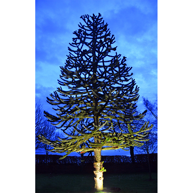 ParFlood 38 - PAR38 Floodlight / Uplight - Image 3